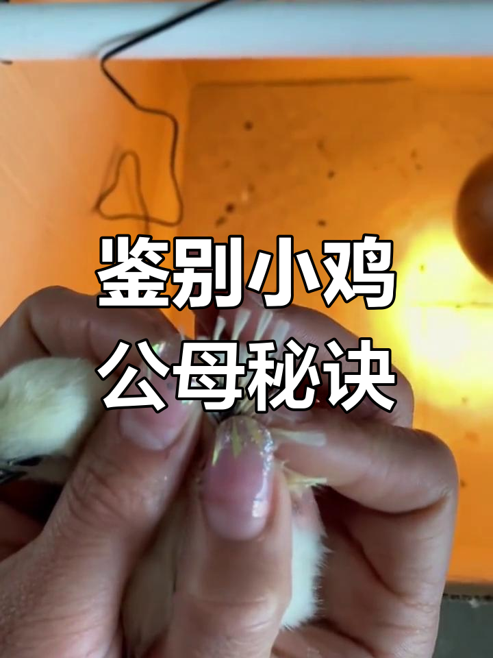 小鸡公母辨别技巧,95%准确率轻松掌握