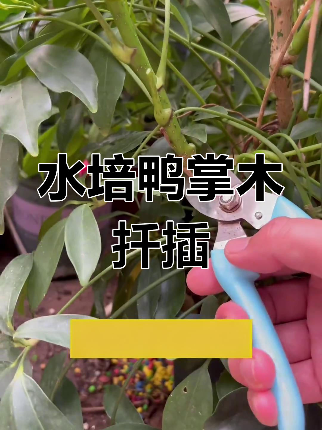 鸭掌木水培扦插技巧,轻松成活率高