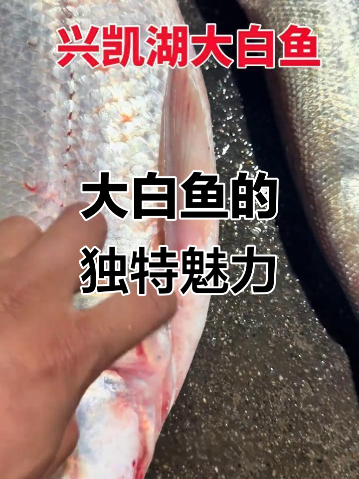 2010年11月15日：兴凯湖大白鱼，肉质鲜美堪称淡水珍品