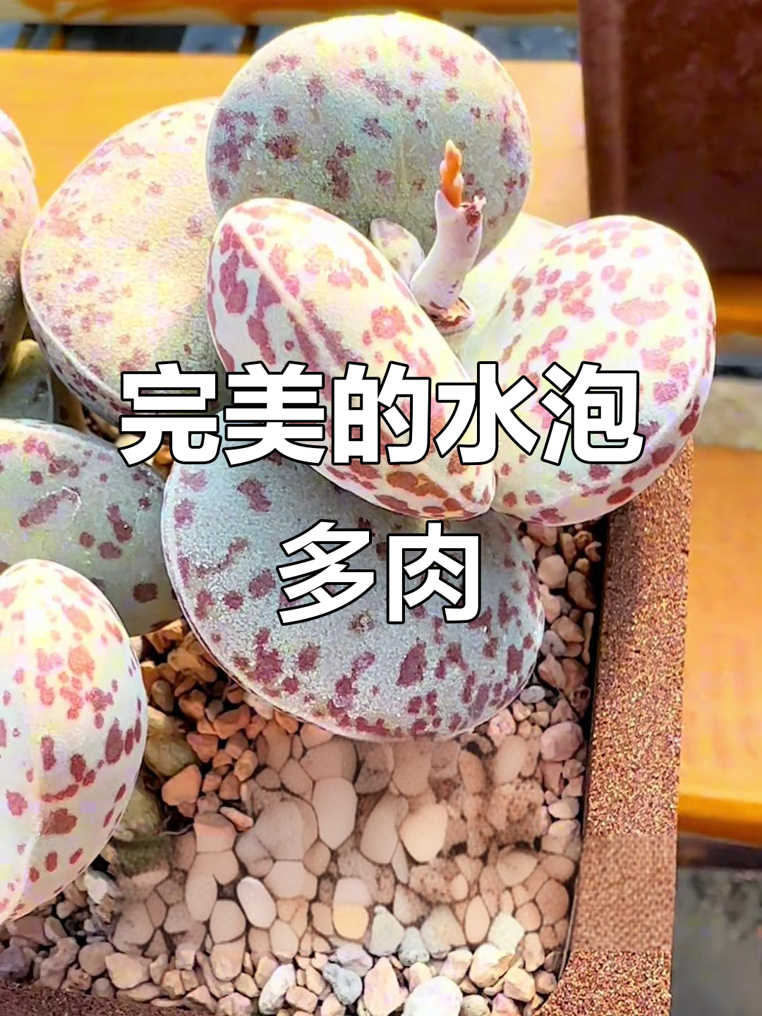 水泡多肉植物,形态完美让人爱不释手