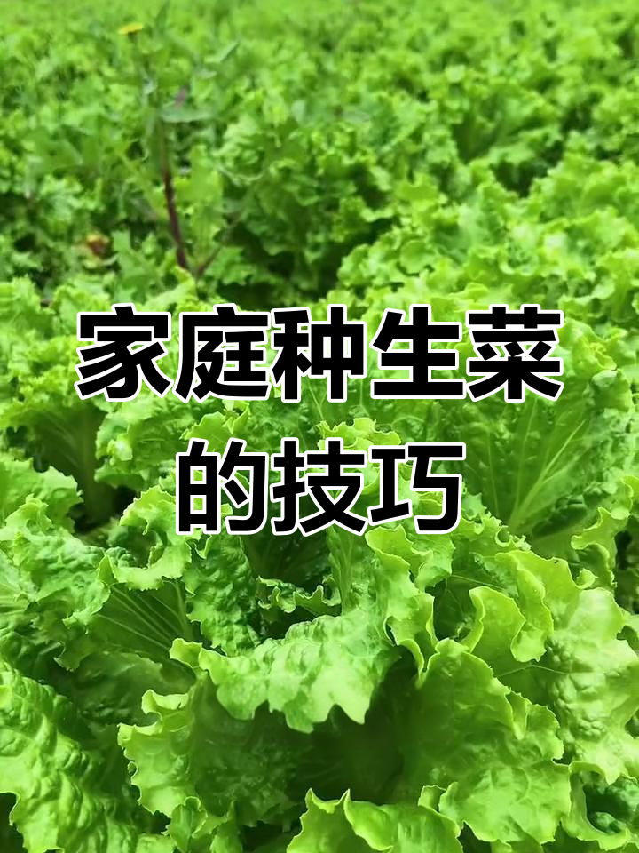 生菜种植全攻略:速生品种与季节选择