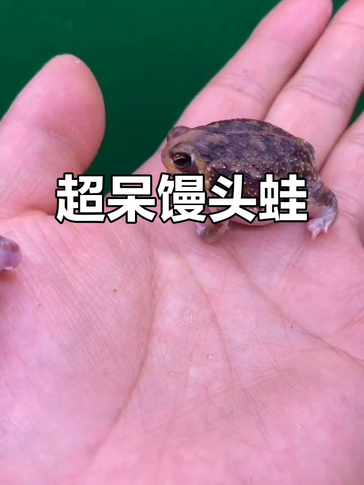 呆萌馒头蛙,不会跳也不会游泳,生气时圆鼓鼓超可爱