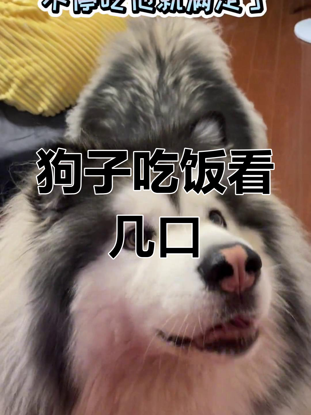 狗狗吃肉,一口接一口才是最满足的