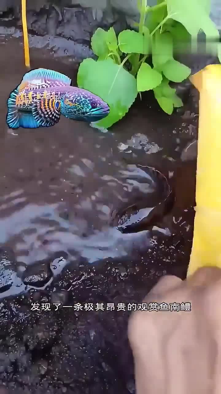民用别开生面的方式,抓到了一条极其昂贵的观赏鱼南鳢