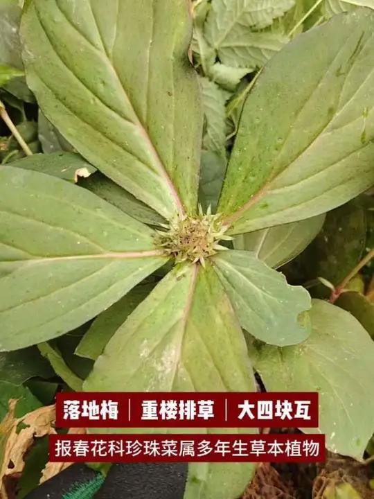 落地梅又名重楼排草、大四块瓦、追风草。#植物科普 #大自然的馈赠 #春天的味道都在山上 #
