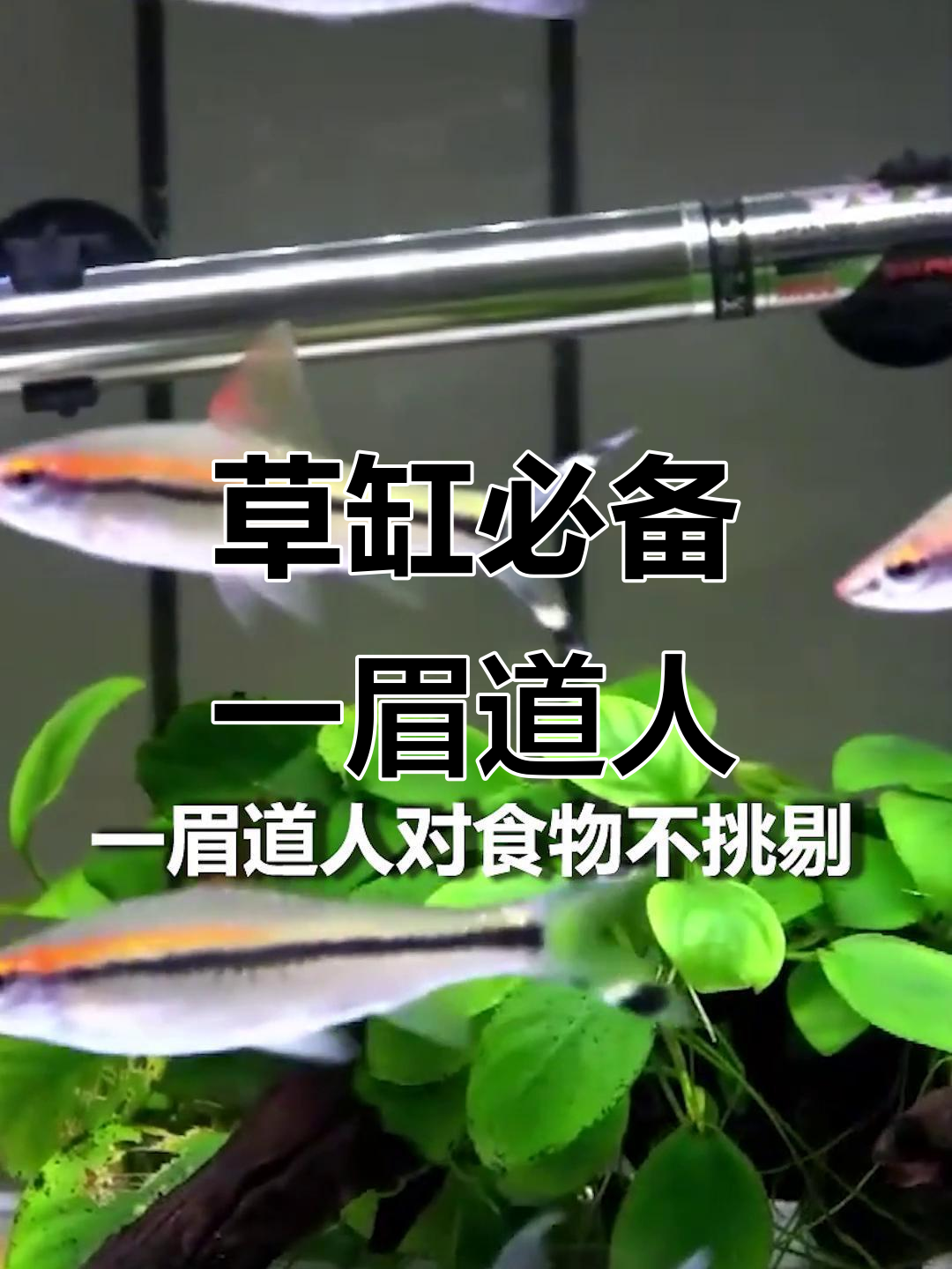 一眉道人：草缸之王，完美配鱼的选择