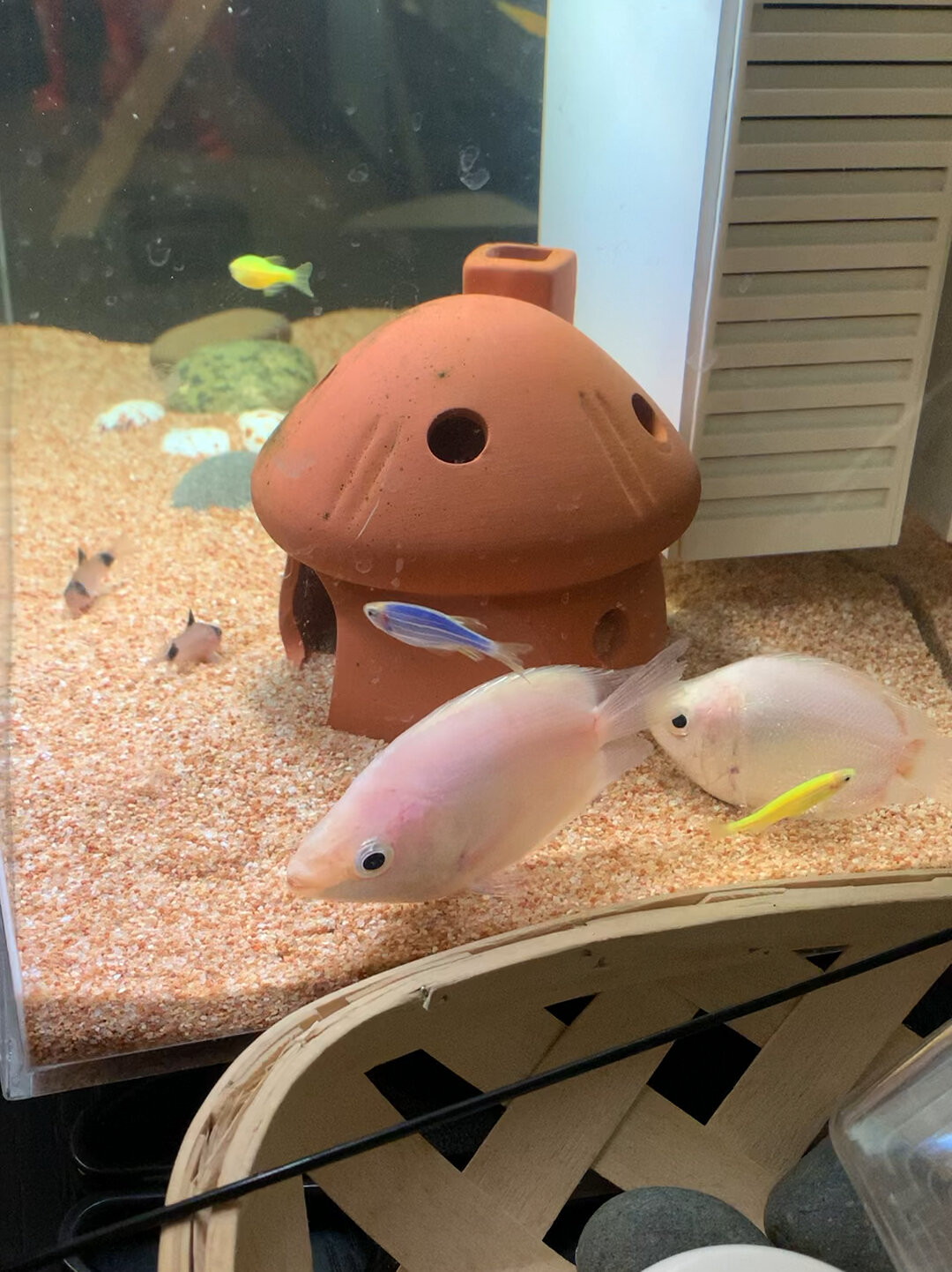 接吻鱼究竟吃什么