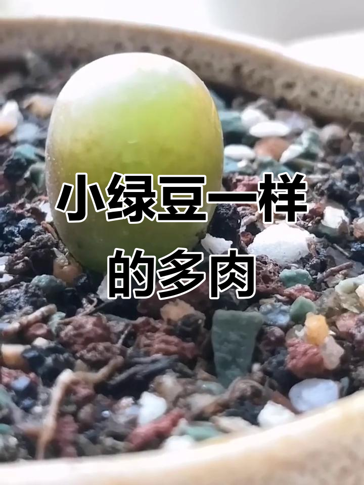 毛汉尼多肉植物：从蛋到蜕皮，变化超有趣