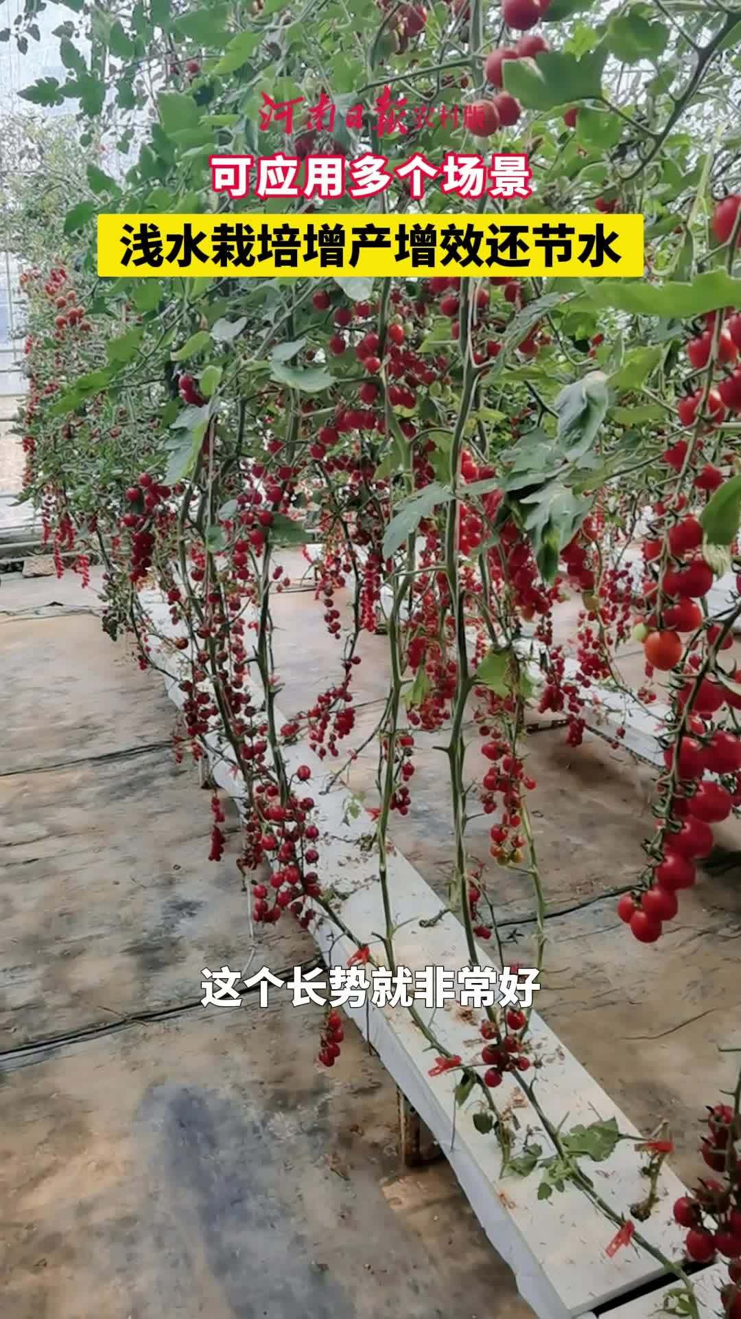 不需要土壤,秧苗却格外青翠,能实现全年生产。位于郑州市惠济区的河南农业大学科教园区日光温室