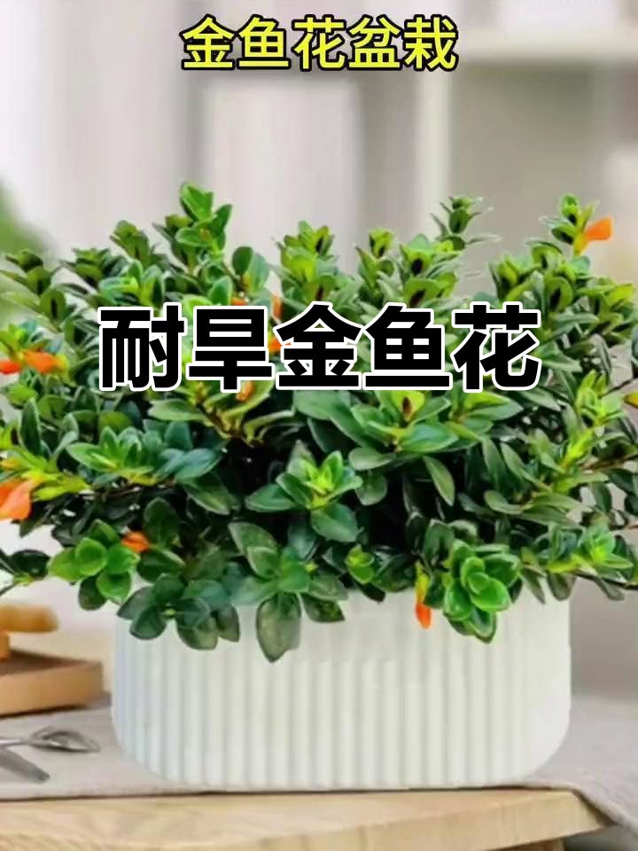 金鱼花,耐旱盆栽,带小花苞,适合室内阳台种植