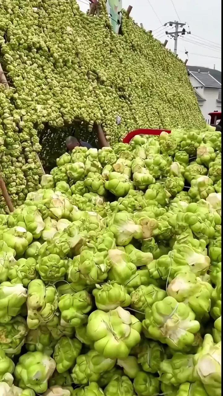 超便宜超划算的涪陵榨菜