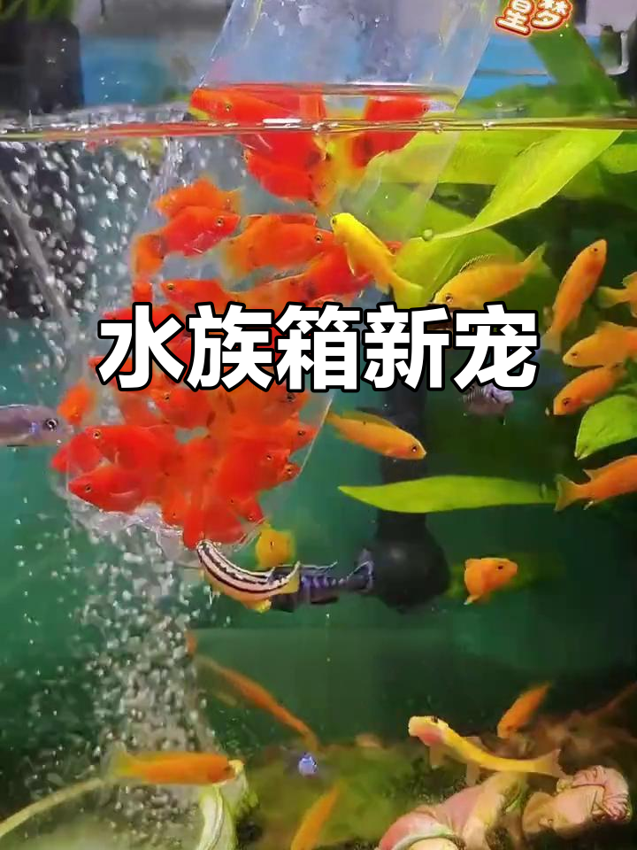 色彩斑斓的小型热带鱼,活泼可爱,轻松饲养,适合新手