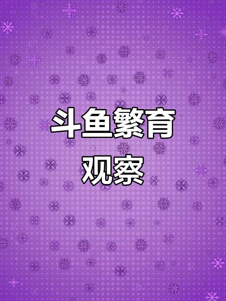 斗鱼繁殖进展:公母筑巢,泡泡里藏卵