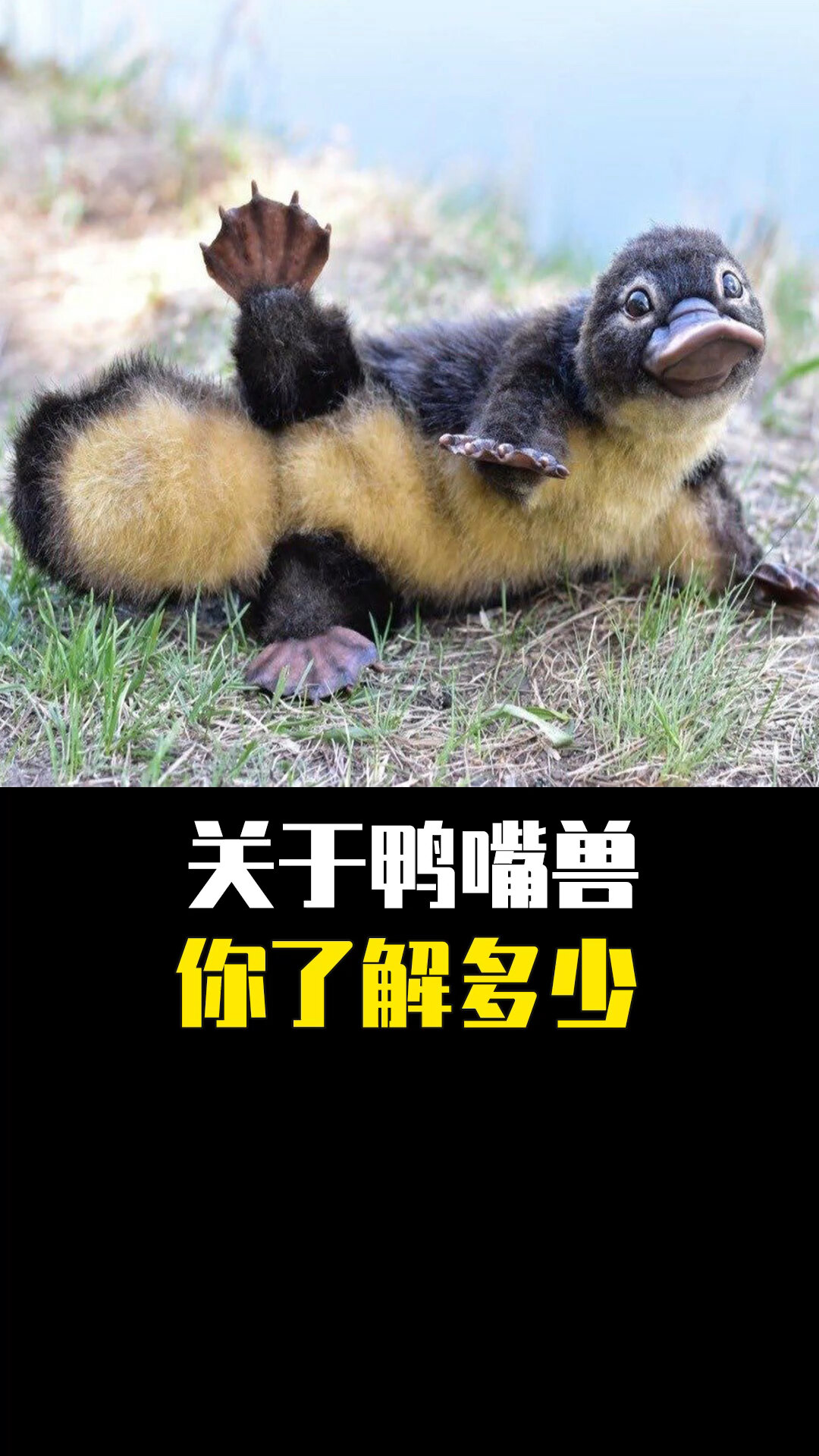 动物界的活化石,关于鸭嘴兽,你了解多少?