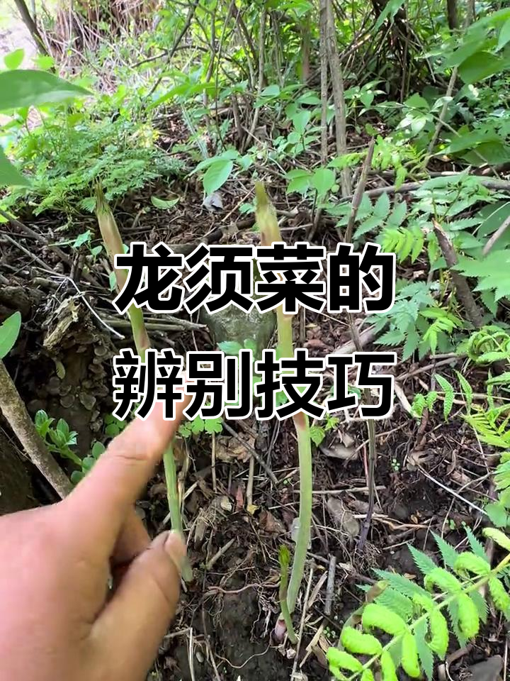 东北龙须菜与马豆铃的区别，春季美味山野菜揭秘