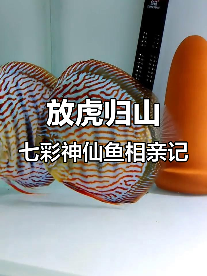 大漂亮回归大缸,欺负妹妹成“缸爸”