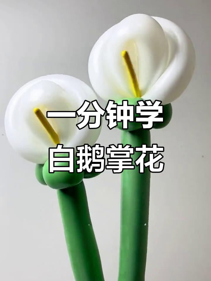 轻松做白色鹅掌花,气球教程超简单