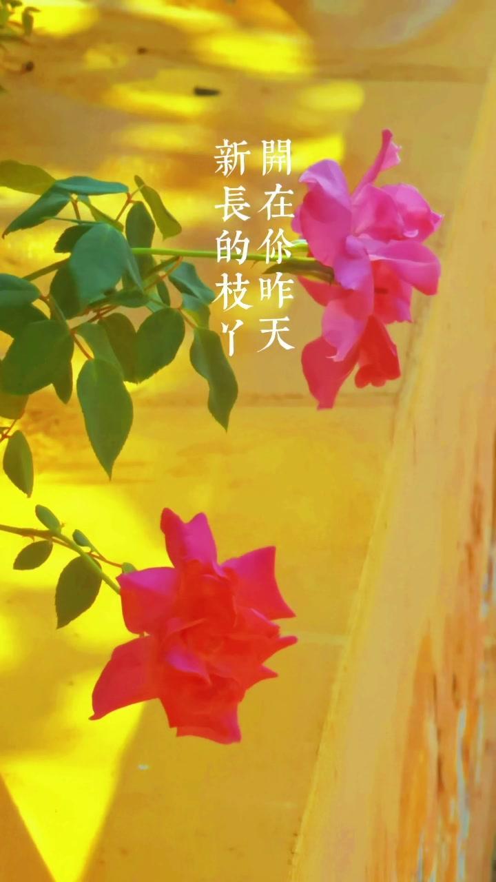 愿世间所有的善良都被温柔以待 光终究会洒在你身上 治愈系风景 总有些生命为治愈你而来 今日
