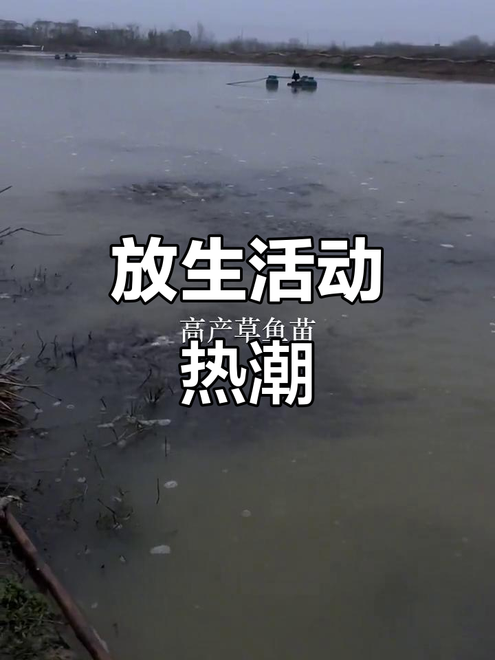 佛山、东莞、中山鱼苗场,深圳放生行动火热进行中