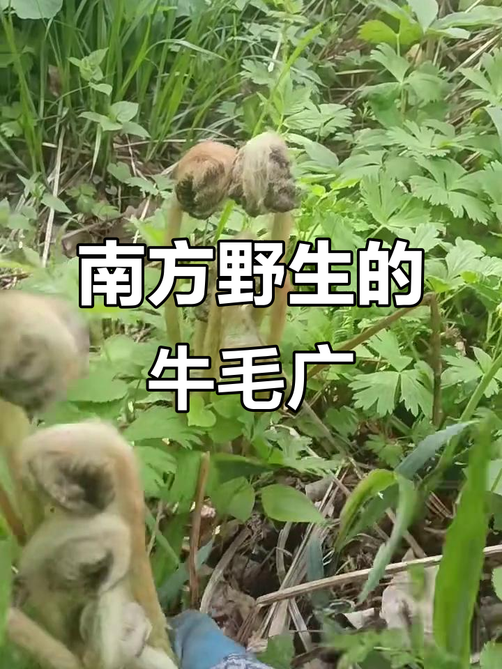 探秘牛毛广:南方野生蕨菜的真实面貌