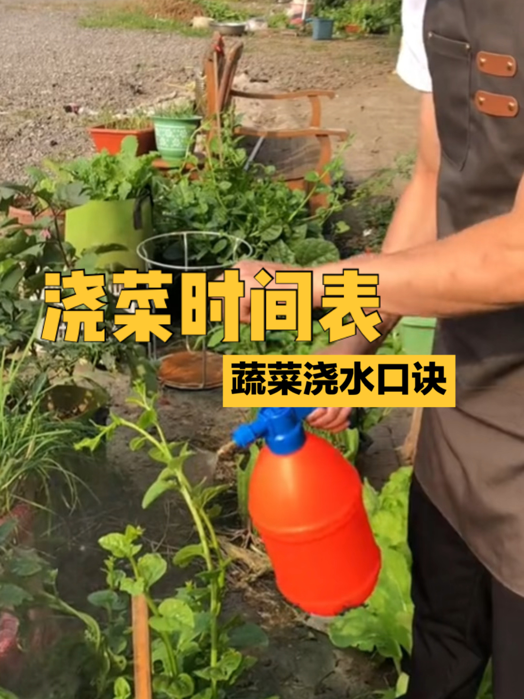 浇菜时间表,合适的时间浇菜才能长得好