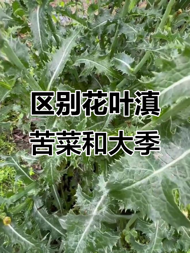 花叶滇苦菜与大季的区别:叶片刺和花色的不同