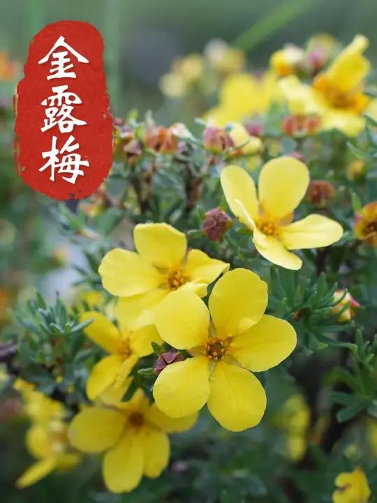 金露梅,7、8月份在高海拔地区常见的山茶花。蔷薇科金露梅属的金露梅以其坚韧地性格在高原地区