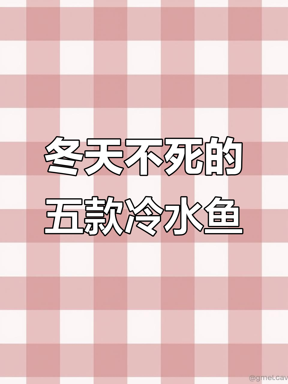 冬季养鱼不死？这五种冷水鱼最适合你
