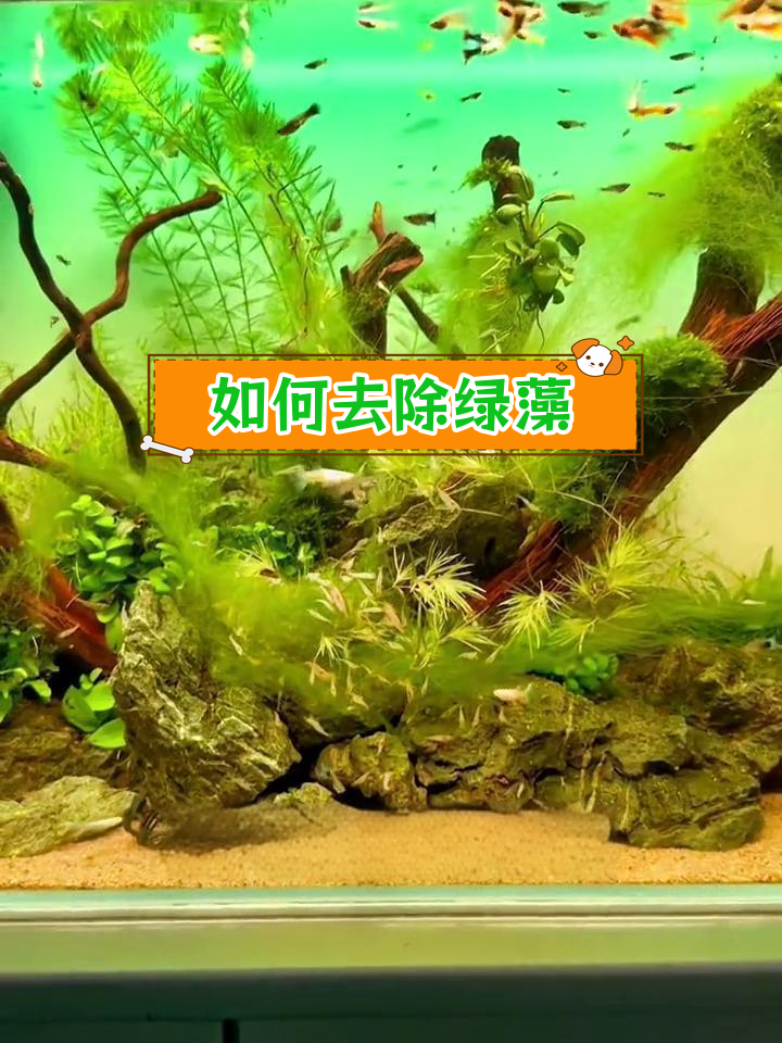 鱼缸绿藻爆发,如何有效清理?