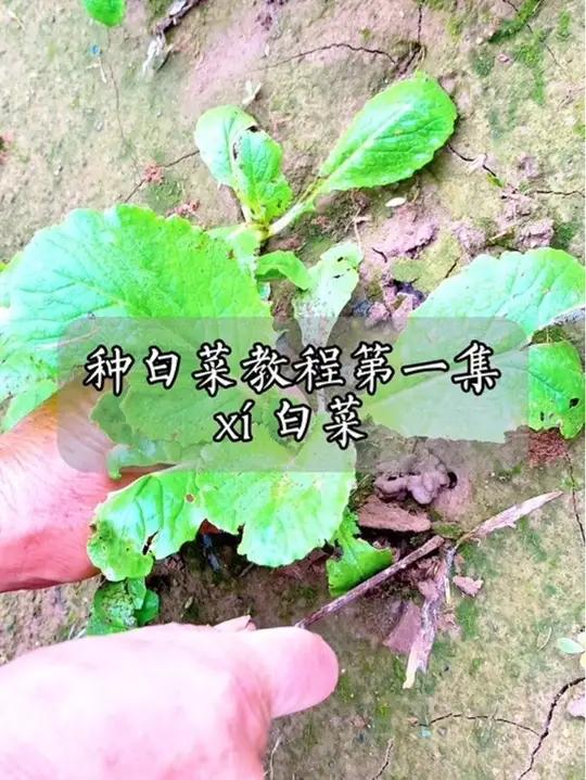 太忙迟来的视频,农民入门指南之种白菜教程第一集