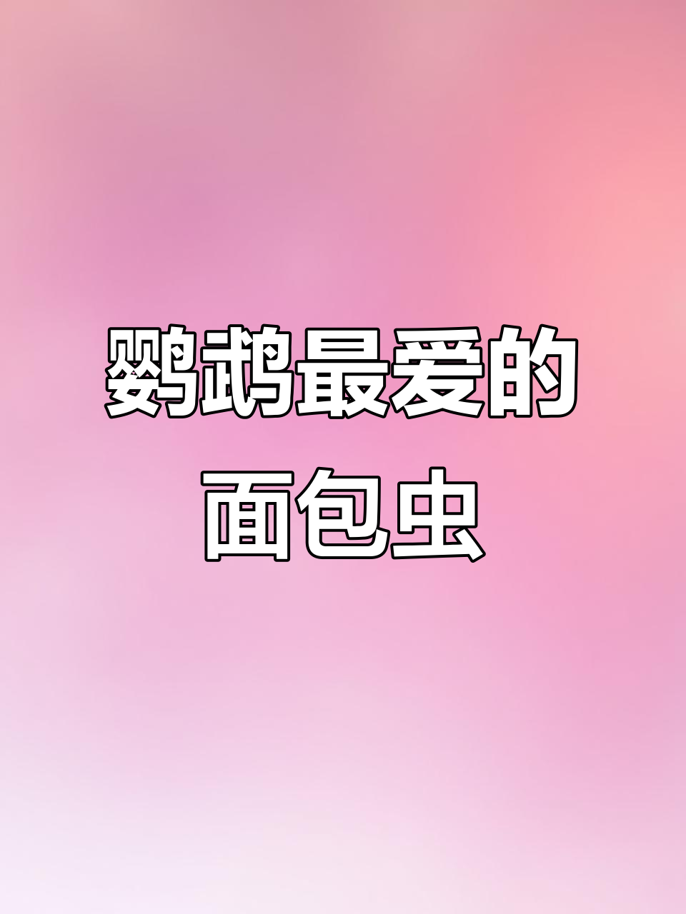 鹦鹉最爱吃的面包虫干,营养又美味!