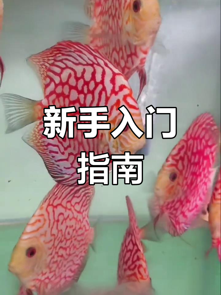 鸽子红揭秘,新手必看!
