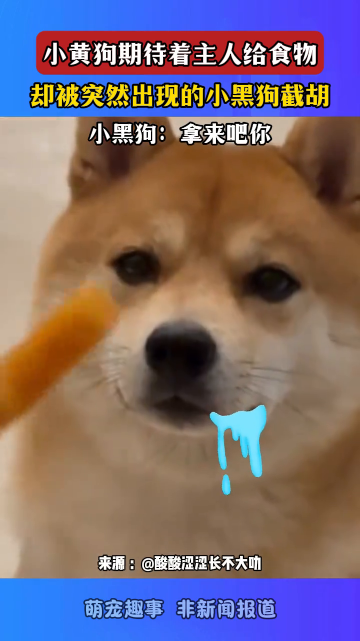 小黄狗期待着主人给食物,却被突然出现的小黑狗截胡