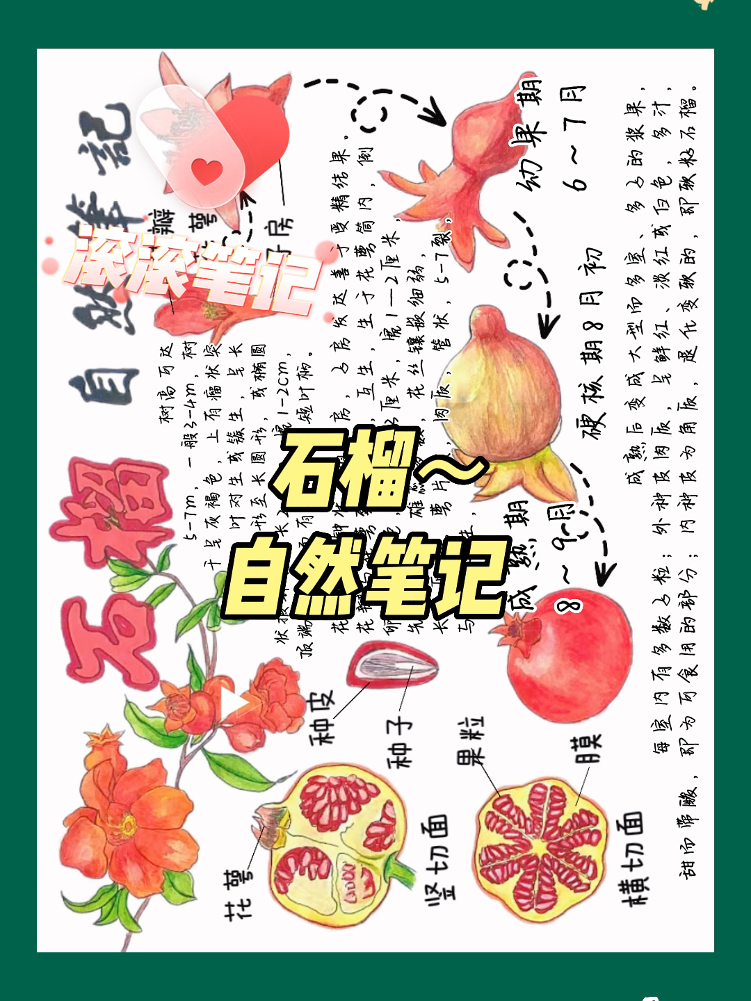 自然笔记～石榴