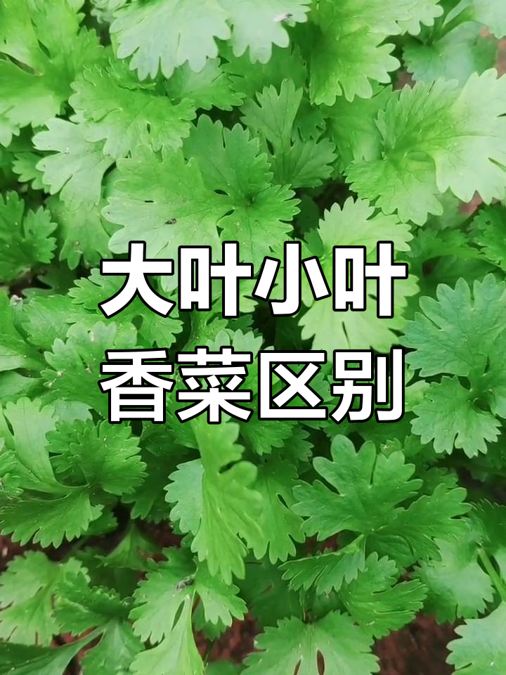 香菜大叶小叶各有所长,种植前必知差异