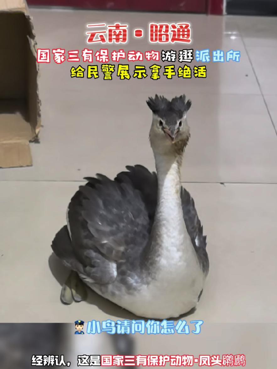 冻僵的凤头鸊鷉重拾活力成功重返大自然 神奇动物在抖音 野生动物零距离 茶茶野保法宣 在云南
