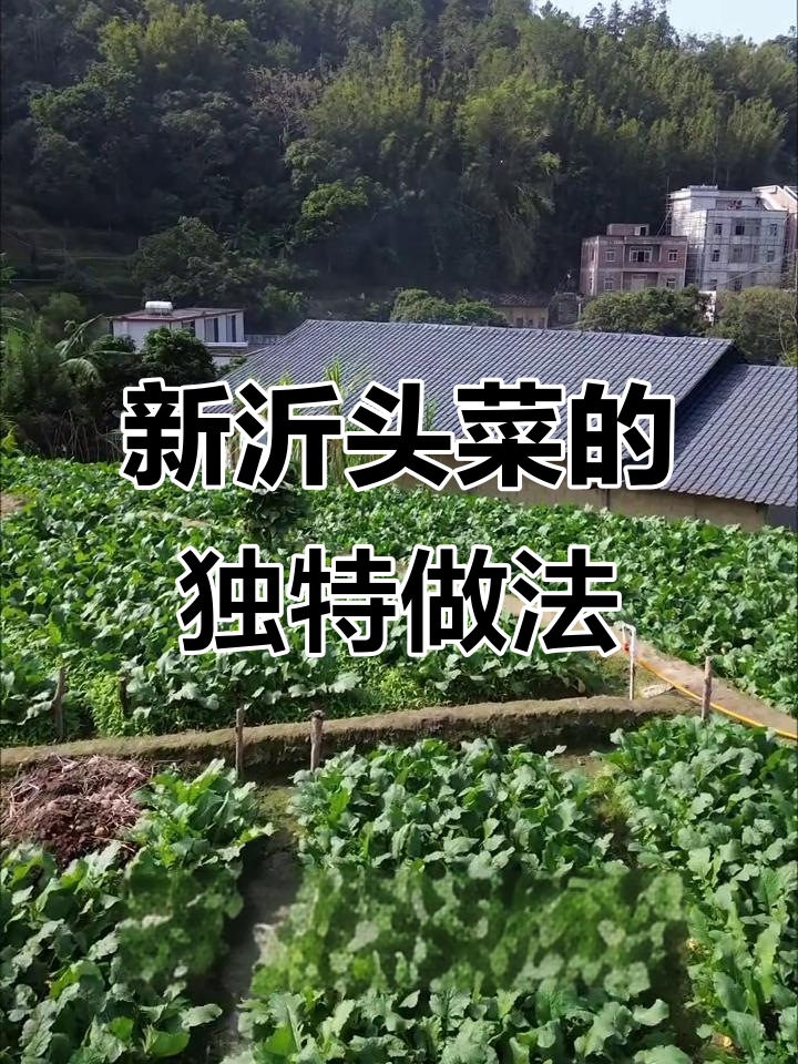 广东新沂大陈利沙村的头菜,晒干后香气扑鼻