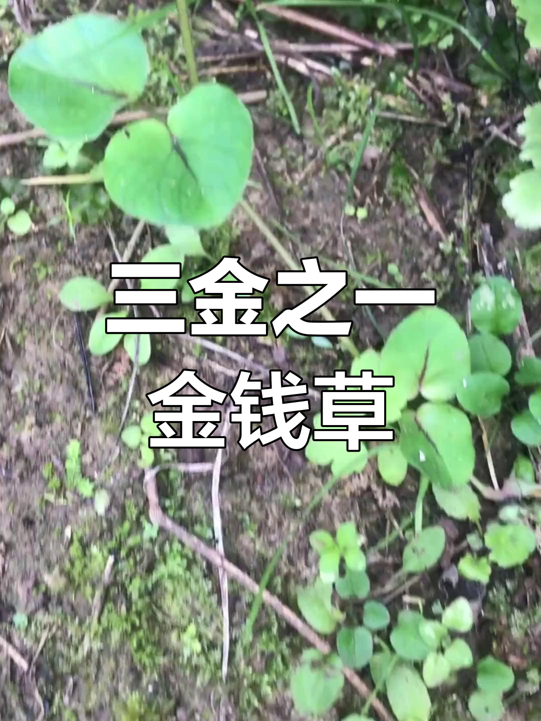 金钱草:三金之首,中药宝藏