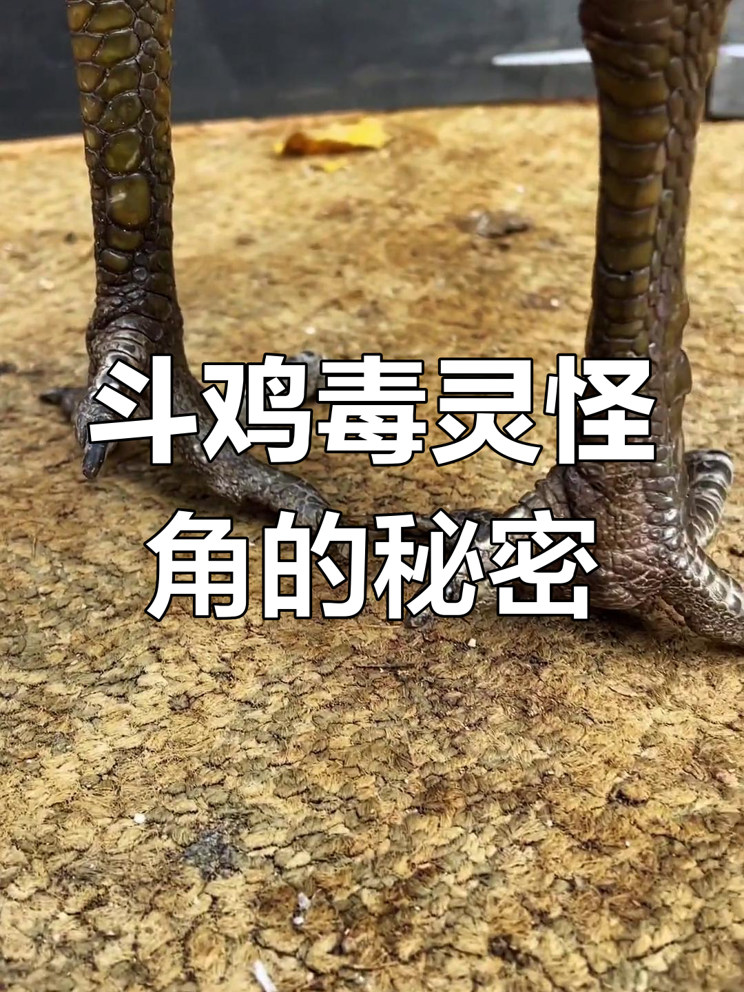 为什么斗鸡毒灵怪角如此受欢迎?揭秘独角毒灵的威力