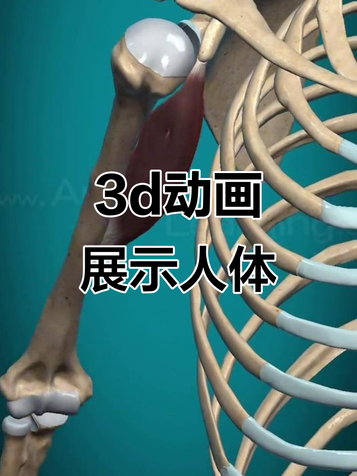 3D动画演示人体结构,轻松了解骨骼、肌肉与器官