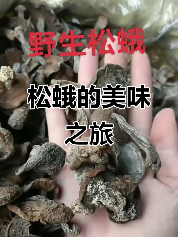 长白山松蛾,金黄滑嫩,炖肉炒菜皆美味