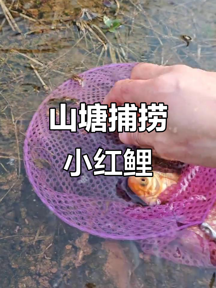 山上野塘抓鱼大作战，金黄色红鲫鱼惊现其中