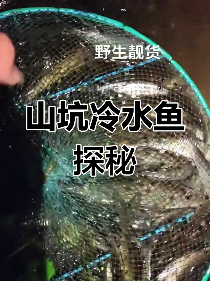 野生冷水鱼大揭秘:山坑里的沙沟花鲶