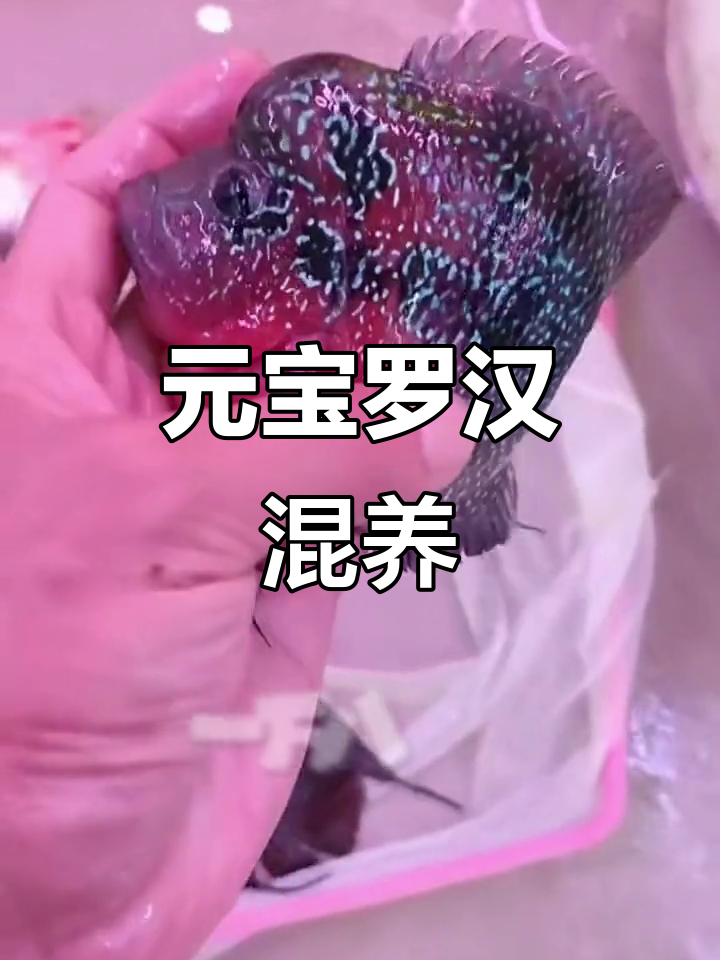 11-12寸元宝罗汉，混养更添趣味