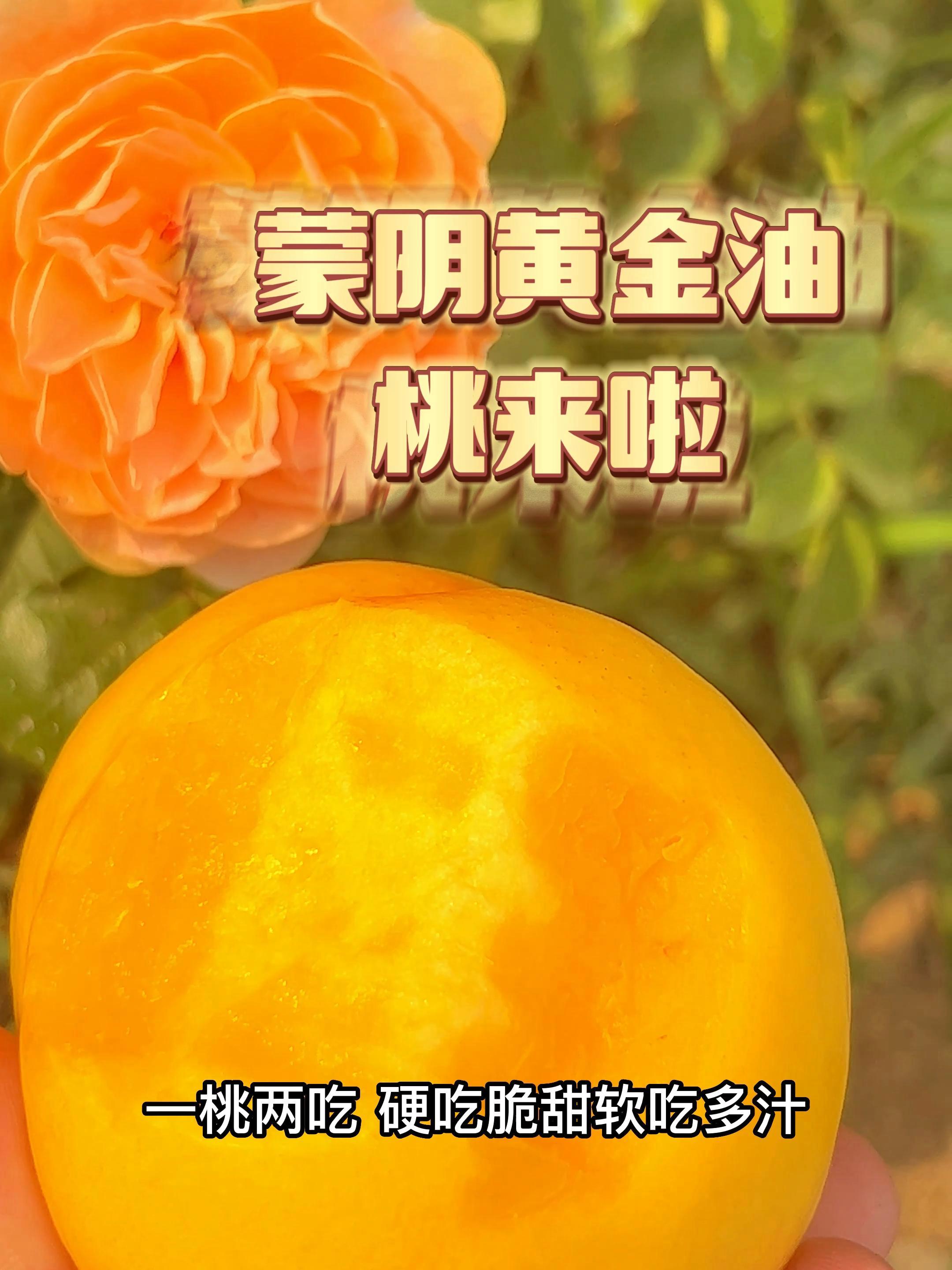 家人们夏天来啦,又到了吃桃的时候啦,咱们桃小蒙的黄金油桃有多种丰富的口感,喜欢吃吃脆桃的收