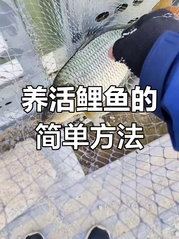 活鲤鱼养殖技巧,轻松养活
