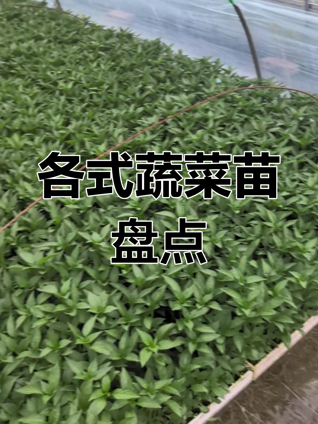 蔬菜苗子大揭秘,春苗、灯苗一应俱全