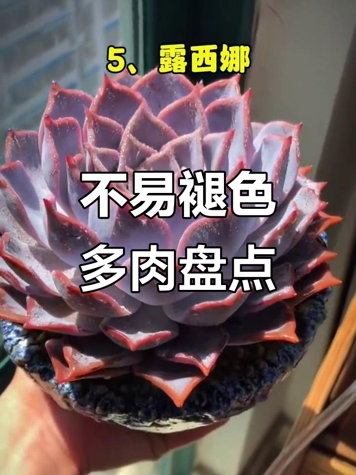 夏季不易褪色的10款多肉植物,适合露养