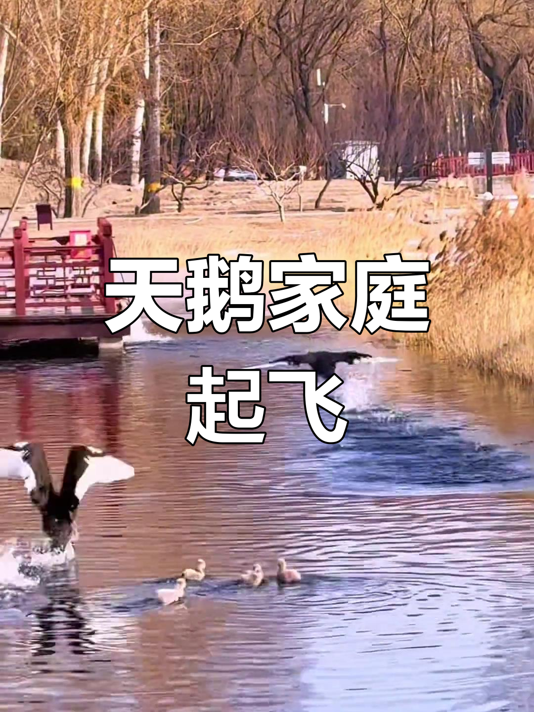 黑天鹅一家温馨起飞,宝宝初试飞翔,画面温暖动人