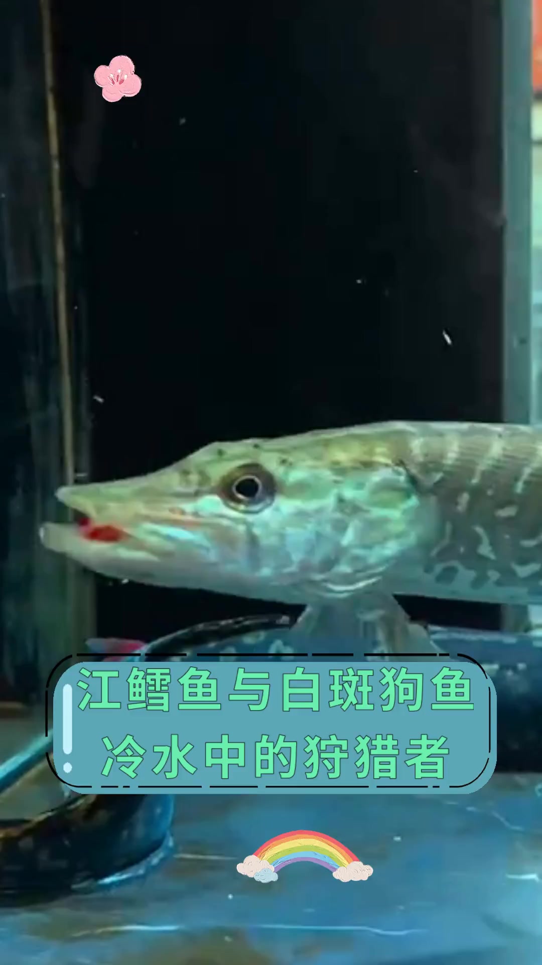 江鳕鱼与白斑狗鱼 冷水中的狩猎者
